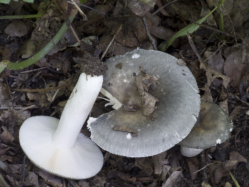 Russula parazurea